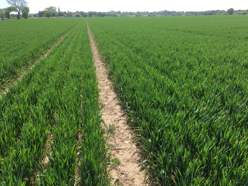Essex wheat after soya on 16-5-18